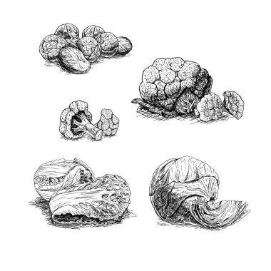 El lahana dizi çekilmiş. Vektör çizimi