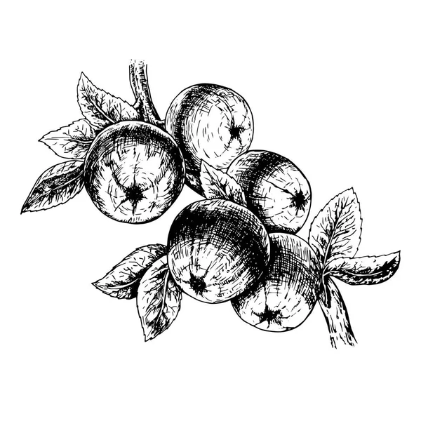Ręcznie rysowane oddział z jabłkami. Szkic wektor — Wektor stockowy