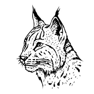 El çekilmiş lynx başlığı. Vektör çizim.