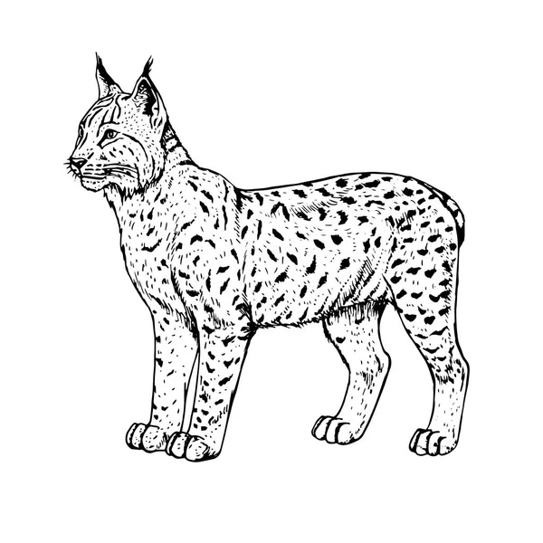 Ručně tažené lynx. Vektorové ilustrace. — Stockový vektor