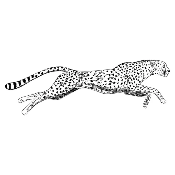 Hand getrokken schets voor lopende cheetah. Vectorillustratie. — Stockvector