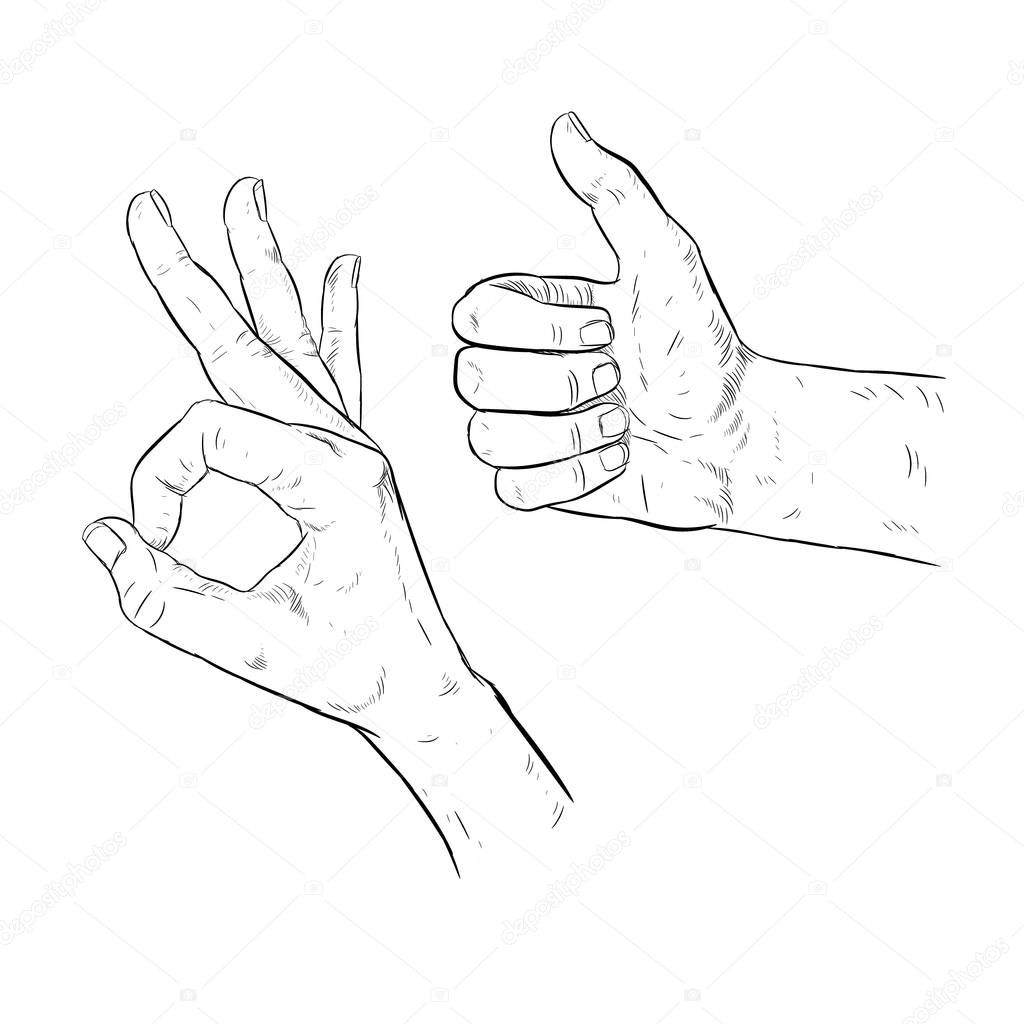 Drawn hand OK gesture. Thumbs up. Assent. Vector illustration