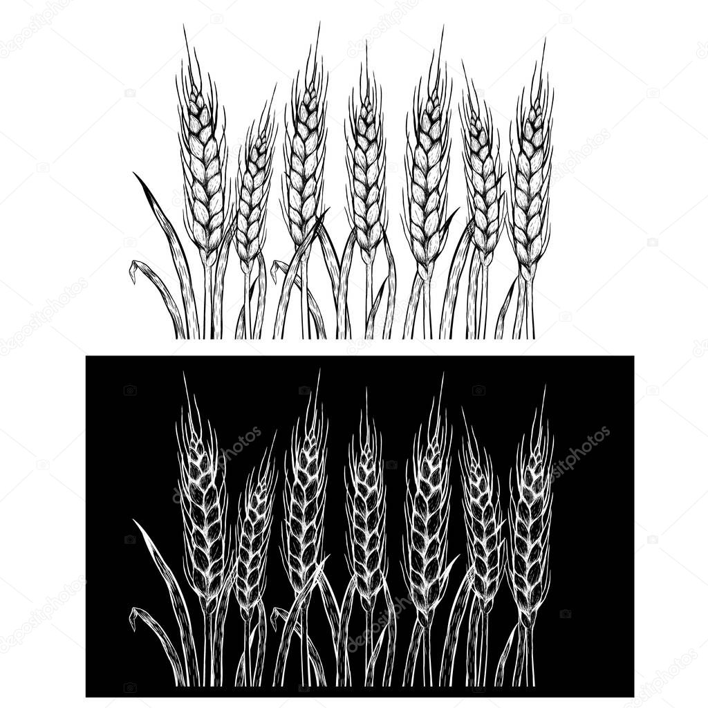 Hand drawn set of rye. Vector sketch