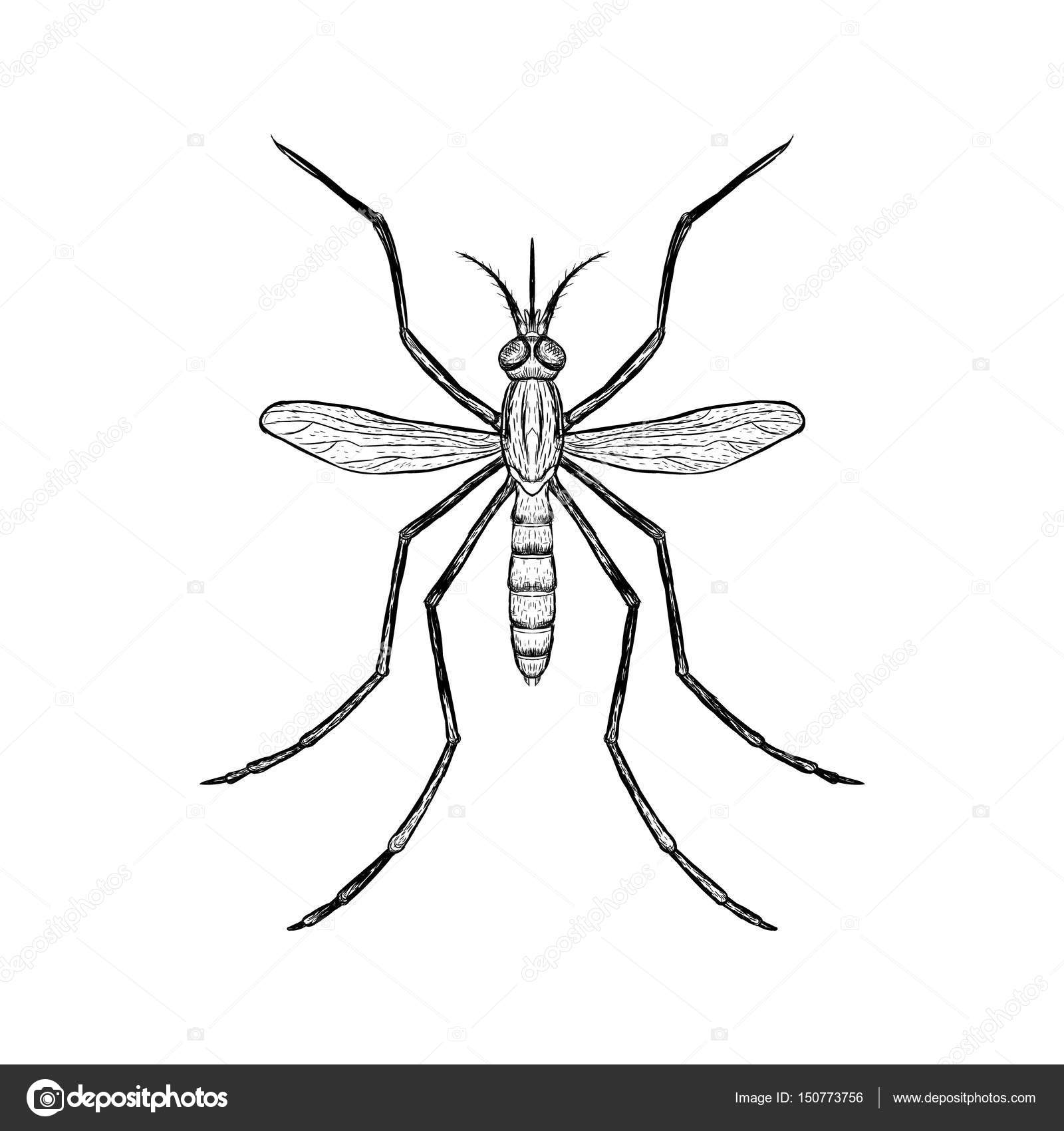 Animal Drawing Sketch Mosquitoes for Kindergarten