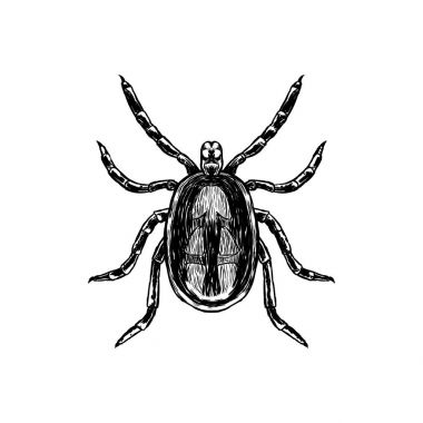 Mite el çizilmiş kroki. Üstten Görünüm. Vektör çizim.