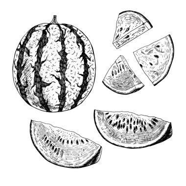 El karpuz dizi çekilmiş. Vektör çizimi