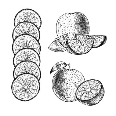 El turuncu dizi çekilmiş. Vektör çizimi