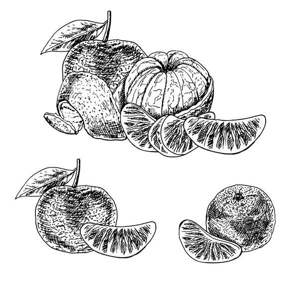 Conjunto dibujado a mano de mandarina. Boceto vectorial — Vector de stock