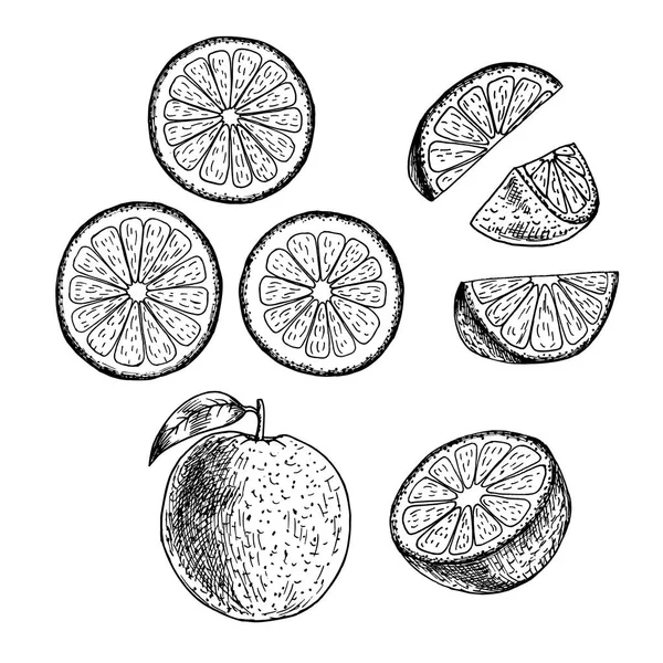 El turuncu dizi çekilmiş. Vektör çizimi