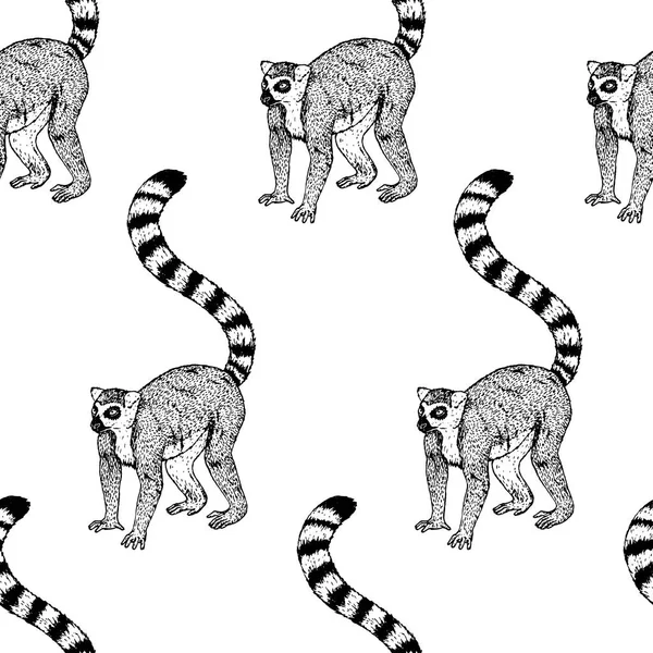 Hand drawn background with lemur. Vector seamless pattern. — Stock Vector