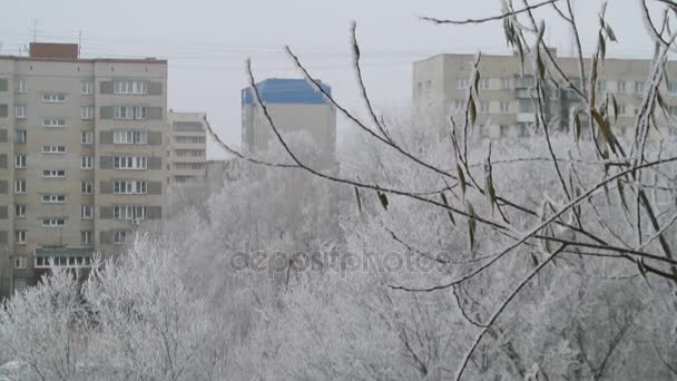 Zima Drzewo pokryte szronem. Padający śnieg. Boże Narodzenie tło. — Wideo stockowe