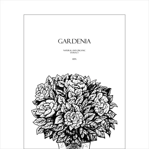 Hand drawn gardenia flowers in a pot. Background design. Vintage vector sketch