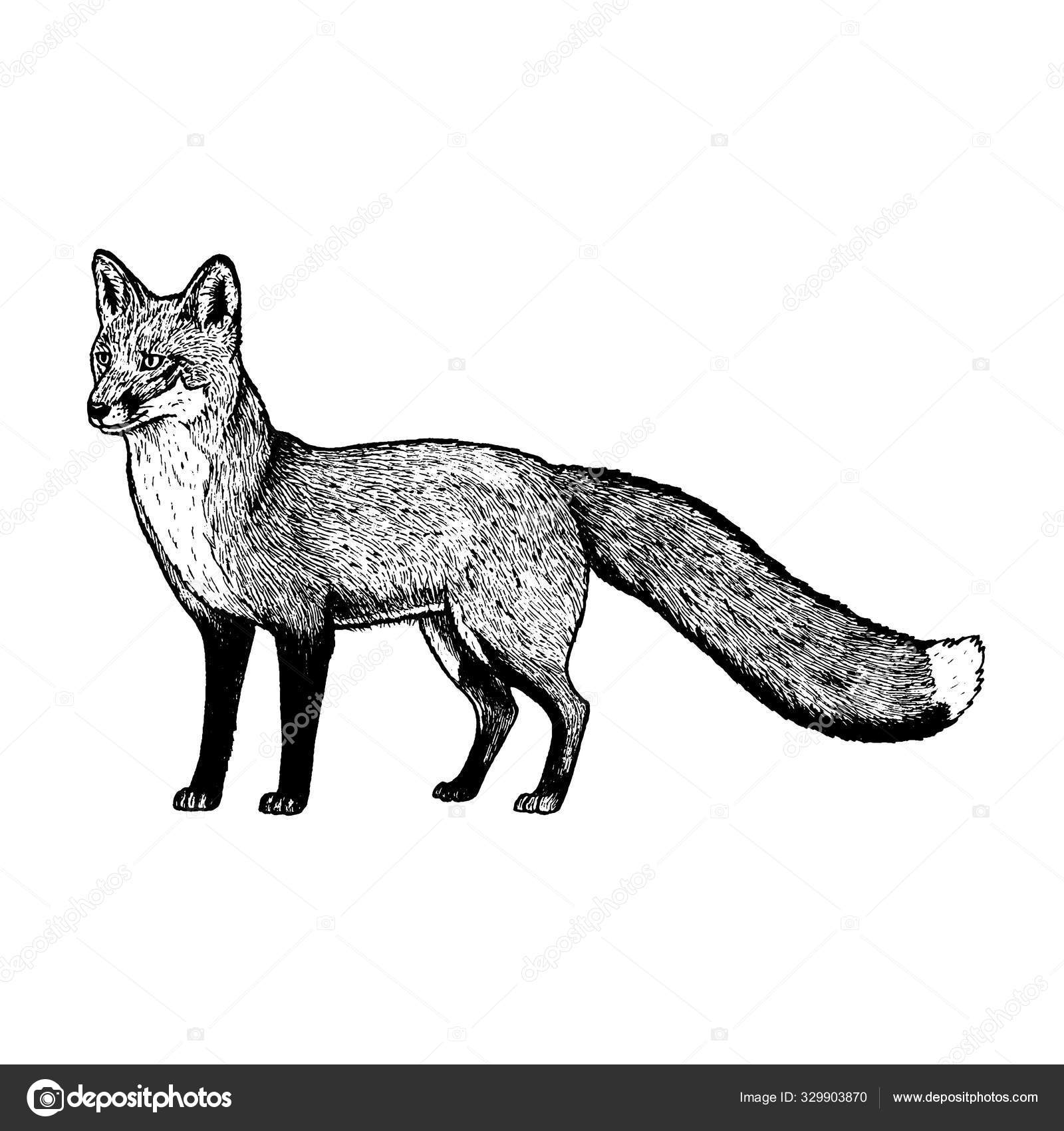 Contorno de raposa simples e bonito em estilo de desenho animado