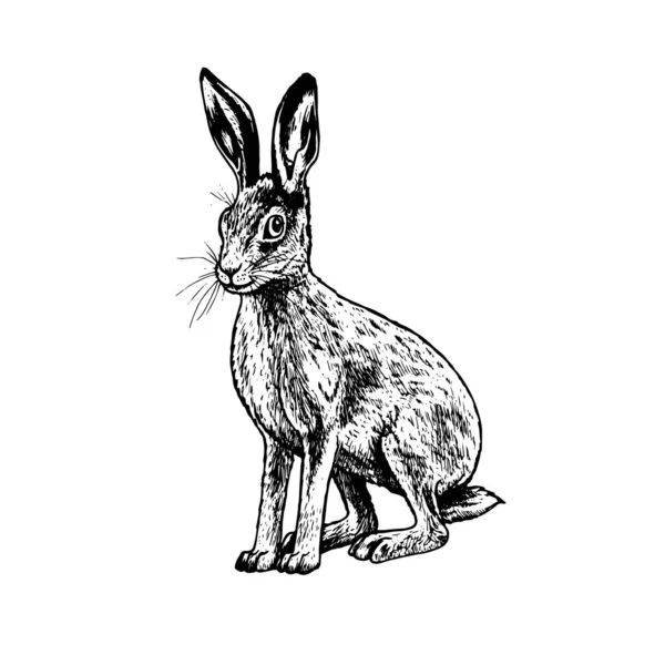 Hand drawn hare. Vector black white sketch. — Stock Vector