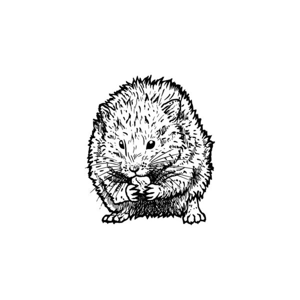 Hand drawn hamster. Vector black white sketch. — Stock Vector