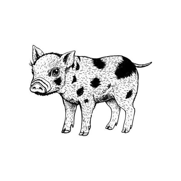 Ручная свинья. Векторный чёрно-белый эскиз . — стоковый вектор