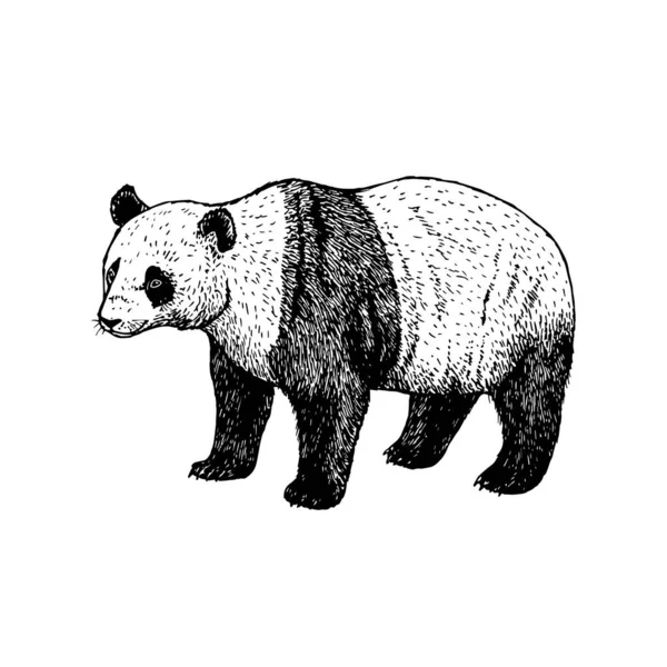 Um panda desenhado à mão. Vetor esboço branco preto . — Vetor de Stock