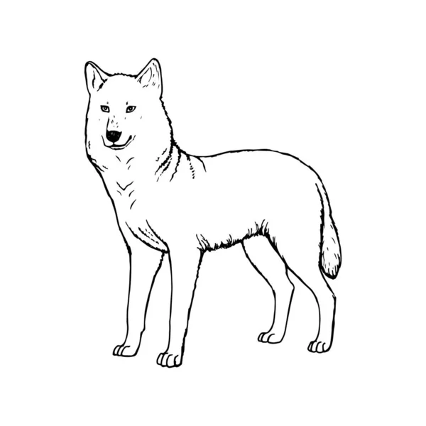 手描きのオオカミ。ベクトルブラックホワイトスケッチ. — ストックベクタ