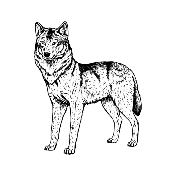 Ζωγραφισμένος λύκος. Διανυσματικό μαύρο άσπρο σκίτσο. — Διανυσματικό Αρχείο