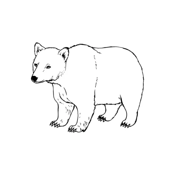Handritad björn. Vektor svart vit skiss. — Stock vektor