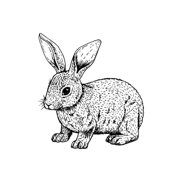 Coniglio disegnato a mano. Schizzo bianco nero vettoriale . Illustrazioni Stock Royalty Free