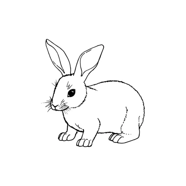 Hand drawn rabbit. Vector black white sketch. 스톡 벡터