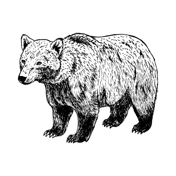 Orso disegnato a mano. Schizzo bianco nero vettoriale . Vettoriale Stock