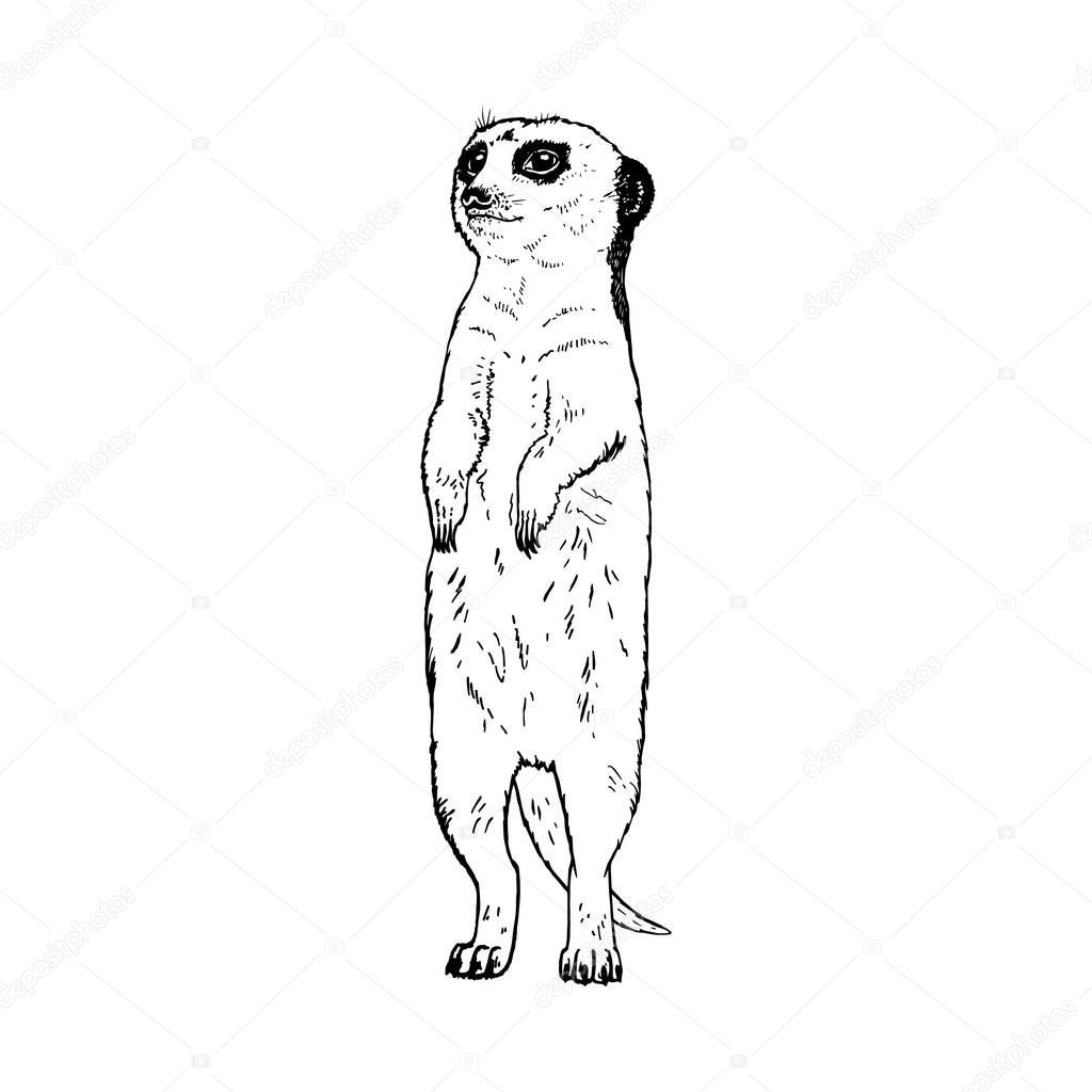 Hand drawn meerkat. Vector black white sketch.