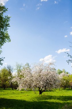 Dikey çerçeve çiçek açması elma ve mavi gökyüzü şube