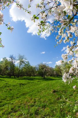 Dikey çerçeve çiçek açması elma ve mavi gökyüzü şube
