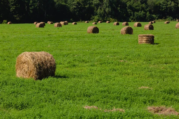 Balle di paglia in un campo — Foto Stock