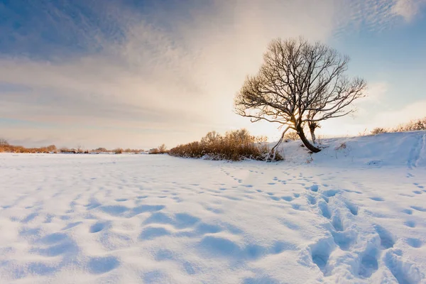 Krásná zimní krajina na ráno — Stock fotografie