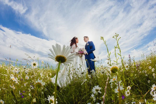 Couple jeunes mariés dans un champ de camomille — Photo