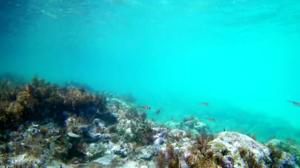 Unterwasserblick auf das Fragment des Meeresbodens mit vielen bunten Fischen — Stockvideo