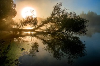 Güneş ışığında güzel yansıma ile fantastik sisli nehir
