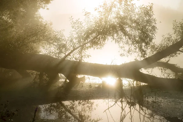 Fantastyczne mglisty rzeki z ładne odbicie i promienie światła w światło słoneczne — Zdjęcie stockowe