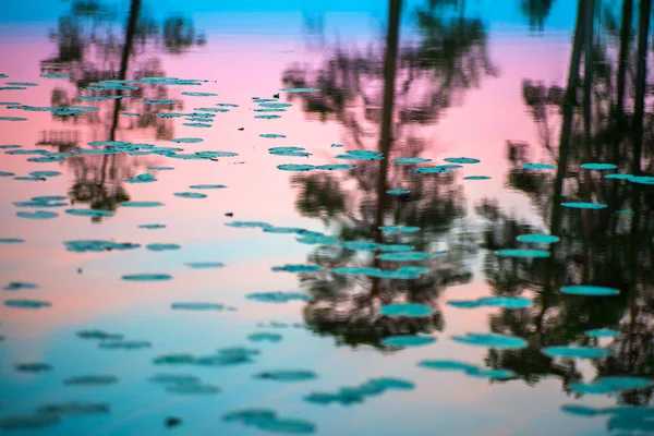 Dia polar sem fim no Árctico. Um belo reflexo do céu noturno rosa e árvores em uma água brilhante do lago — Fotografia de Stock