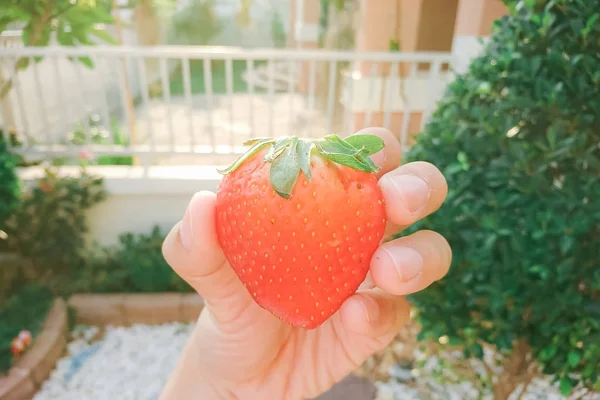 Fresh strawberries in human hand — Stock Photo, Image