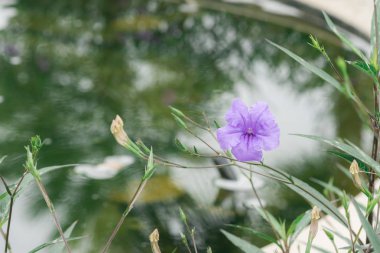 vahşi doğada mor çiçekler