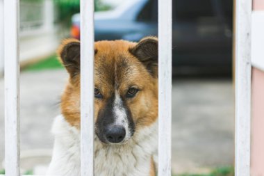 Yalnız köpek kafes içinde