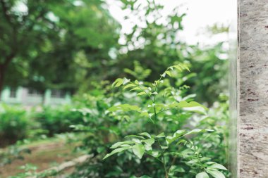 Ağaçtaki yeşil yapraklar