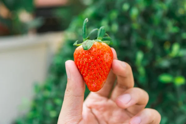 Strawberries in the garden — Stock Photo, Image