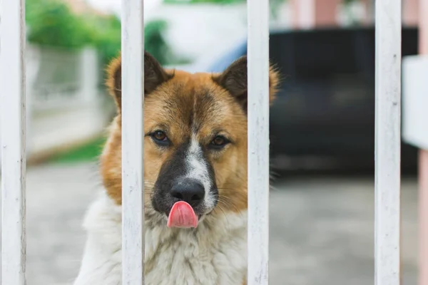 lonely dog in cage