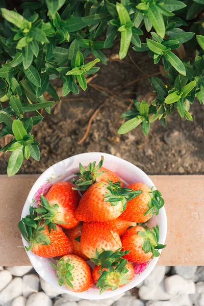 Strawberries in the garden — Stock Photo, Image
