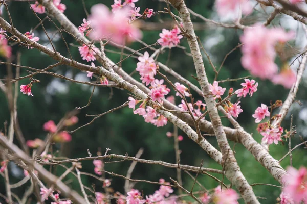 güzel çiçek pembe sakura (Yaezakura) önünde çiçekler 