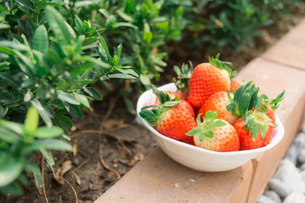 Strawberries in the garden — Stock Photo, Image