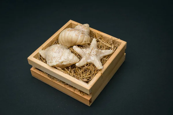 Seashells in wood box black blackground — Stock Photo, Image