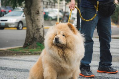 Köpek tasma çekerek