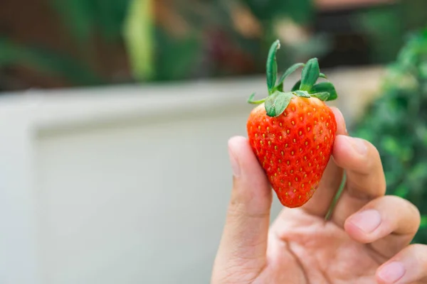 Fresas en el jardín — Foto de Stock