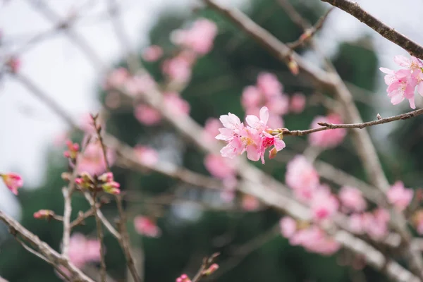 güzel çiçek pembe sakura (Yaezakura) önünde çiçekler 